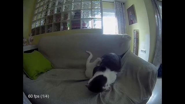 GITUP GIT 2 - VGA 240FPS (SLOW MOTION) - Cat fight смотреть онлайн