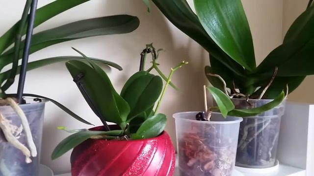 Мои орхидеи. Май / My orchids. May 2017 смотреть онлайн
