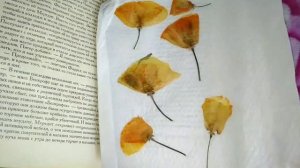 КАК ЗАСУШИТЬ ЦВЕТЫ? || 5 СПОСОБОВ  || ОСЕННИЕ СУХОЦВЕТЫ И ЛИСТЬЯ