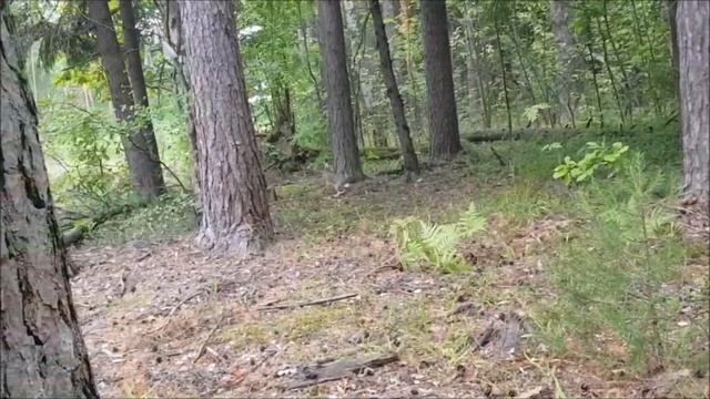 Выпускаем зайцев в угодья ! 2022 г. Автор видео - Цван В.М. смотреть онлайн