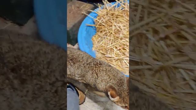 Tut Chausie Cat смотреть онлайн