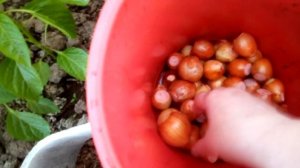 ОСОБЕННОСТИ ПОСАДКИ СЕМЕЙНОГО ЛУКА.