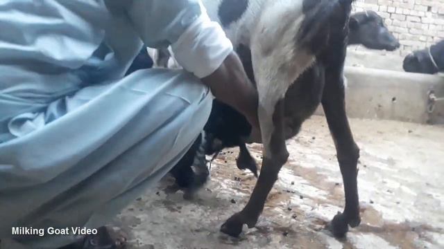 Traind Milking Goat Video by Mohammad Saddique from Pakpattan Sharif Pakistan - Top Milking Goats смотреть онлайн