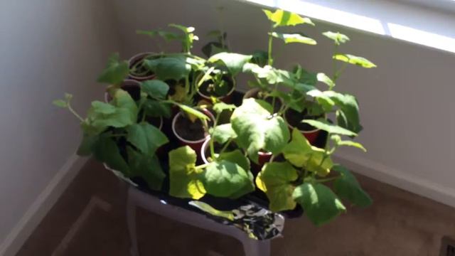 Magnolia DE Garden 3 story indoor garden 2 months after seed starting. смотреть онлайн