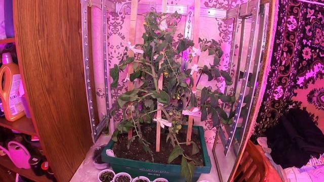 Выращивание томатов дома. Результат 2 месяца. смотреть онлайн