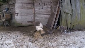 Наши куры. Как мы защищаем кур от хищников.