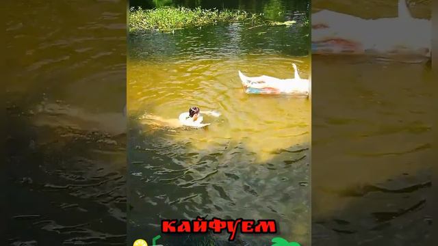 Жара 2021. Речка. Пляж. Природа. смотреть онлайн