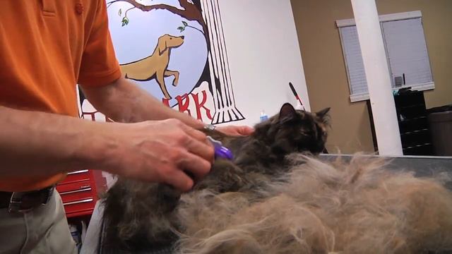 Furminator для кошек в действии смотреть онлайн