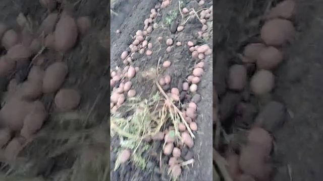 Картофель . Выращивание без гербицидов и ручного труда . Урожай 2022г сорта Альвара . Часть 2 смотреть онлайн