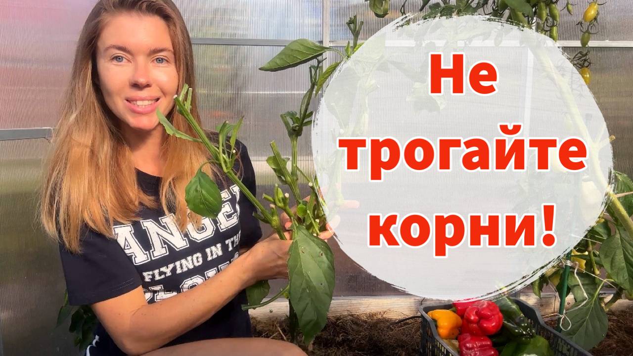 Многие совершают эту ошибку. Оставлять ли корни после уборки урожая на грядке? смотреть онлайн