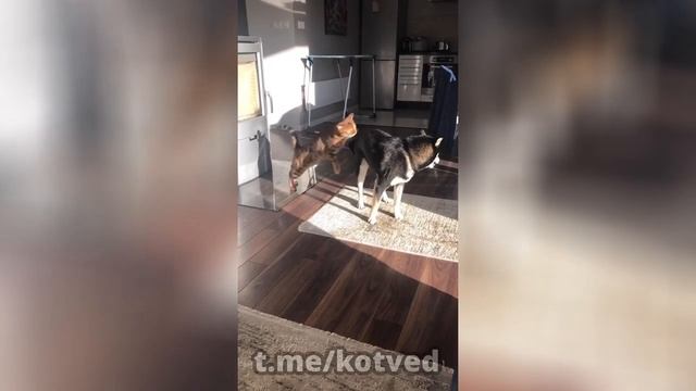 Видеонарезка "Кошачьи вопли и драки" смотреть онлайн