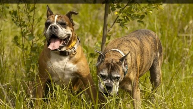 Породы собак - Боксер. [Boxer (Dog Breed)] смотреть онлайн