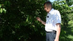 Как защитить черешню от вредителей? Вишневая муха