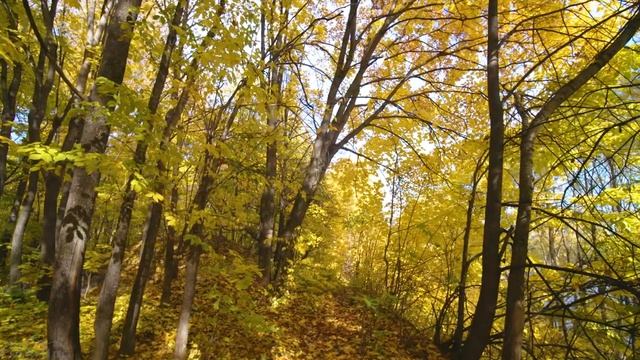 4K Virtual Forest Walk In Summer, Autumn And Winter - All Season Hikes - Episode #1