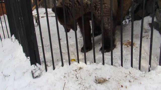 Алтай 23.02.17 смотреть онлайн