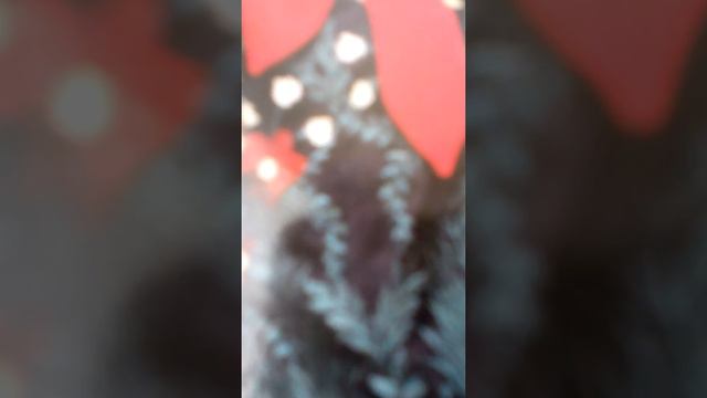 Im miak - Mash Israyelyan (Cover An) смотреть онлайн