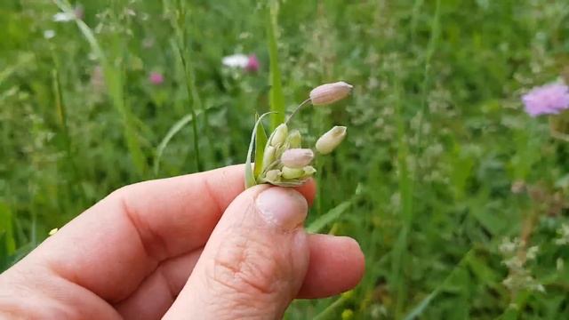 Taubenkropf-Leimkraut - Erste Boten - 16.05.18 (Silene vulgaris) - essbare Wildpflanzen Bestimmung смотреть онлайн