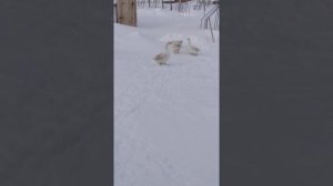 Соитие гусей. Как гуси размножаются?