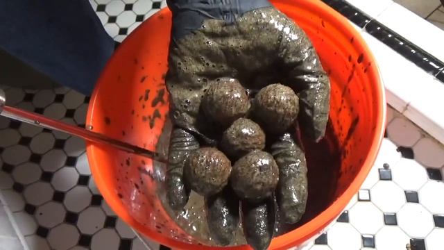 Чёрный орех. Black Walnut