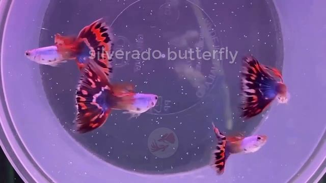 Guppy Channel - Beautiful Guppy Fish Everyday 137 смотреть онлайн