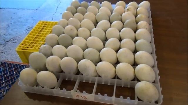 180+ Duck Eggs Into The Hatcher & More Muscovy Ducklings Hatching #54 Hatching Ducklings Ducks смотреть онлайн