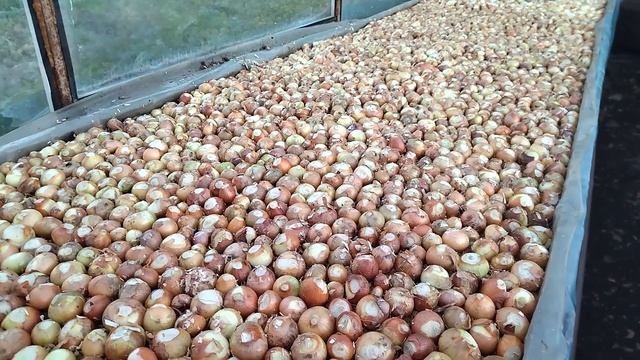 Как не купить лук для выгонки, который НЕ ВЫРАСТЕТ и не потерять деньги? смотреть онлайн