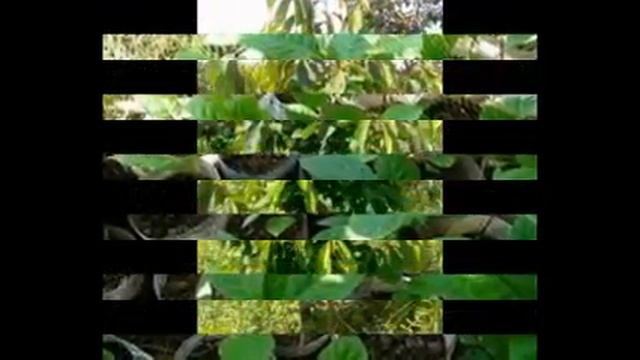 Азимина трехлопастная-Домашняя энциклопедия смотреть онлайн