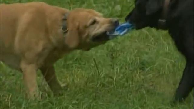 Что делать при нападении собаки смотреть онлайн