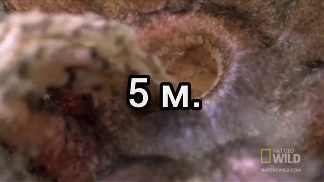 Кто такие Морские Огурцы? Интересные и Малоизвестные факты о морских огурцах!AnyWild! смотреть онлайн