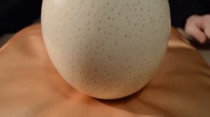 СОЗДАНИЕ ГОМУНКУЛА ИЗ СТРАУСИНОГО ЯЙЦА ЧАСТЬ 2  7 ДНЕЙ   HomunculusDay 7, pt 2