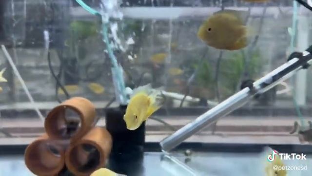 Golden Sunshine Severum смотреть онлайн