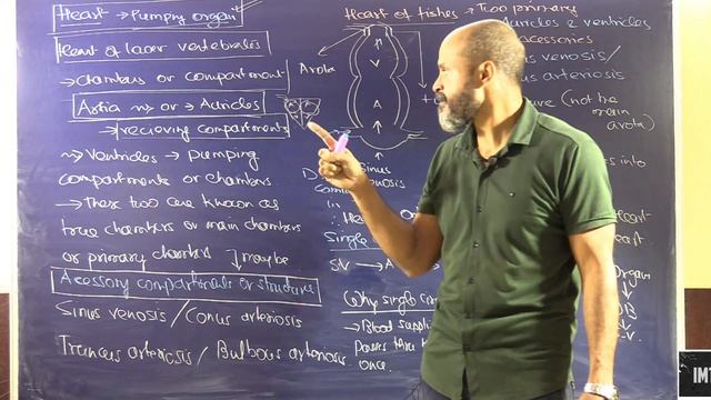 Circulation in Animals part 8 смотреть онлайн