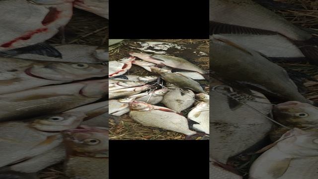 VID_20220831_144030.mp4