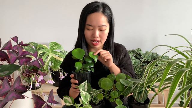 Top 5 loại cây trong nhà cho người mới chơi cây - Top 5 Easy Indoor plants for beginners смотреть онлайн