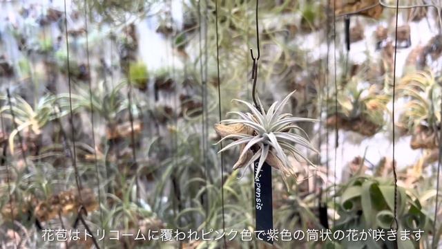 2023年6月24日育成中のTillandsia紹介VOL.28