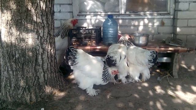 КУРЫ БРАМА! ПЛЮС И МИНУСЫ ЭТОЙ ПОРОДЫ! ПРАВДА ОБ ЭТОЙ ПОРОДЕ