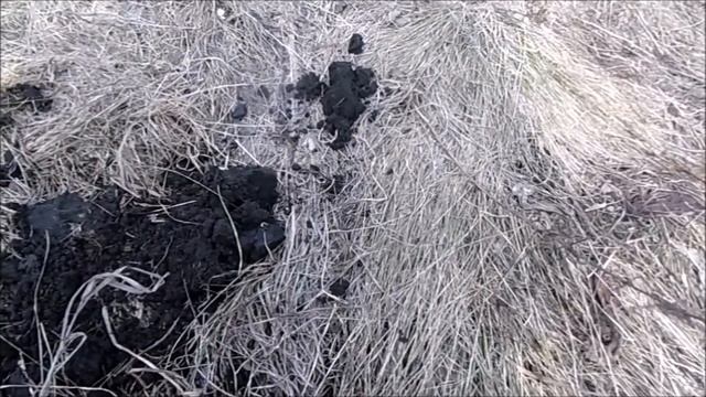 В поисках клада близ Тимофеевки смотреть онлайн