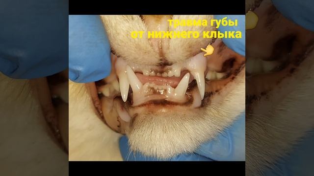 Удаление клыка у кота. Травматическая окклюзия, нижний левый клык (304 зуб) травмировал губу. смотреть онлайн