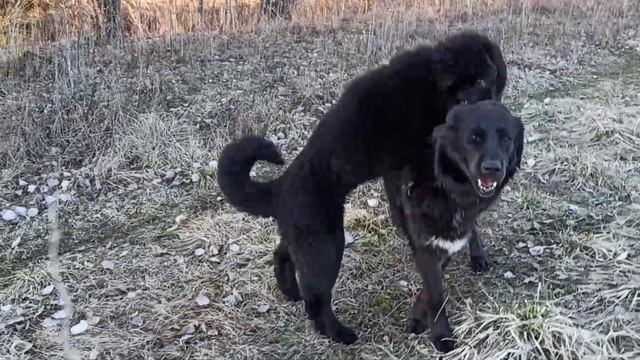 Банхары. Крошка Айдан и папа Октай. смотреть онлайн