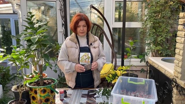 Укоренять или прививать? Укореняю в зиму смотреть онлайн