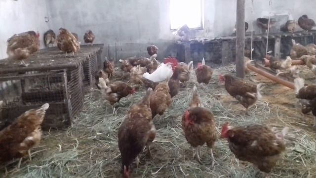 БЕТОННЫЕ ПОЛЫ В КУРЯТНИКЕ смотреть онлайн