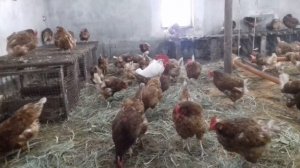 БЕТОННЫЕ ПОЛЫ В КУРЯТНИКЕ