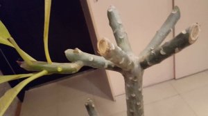 Плюмерия. Осенняя обрезка