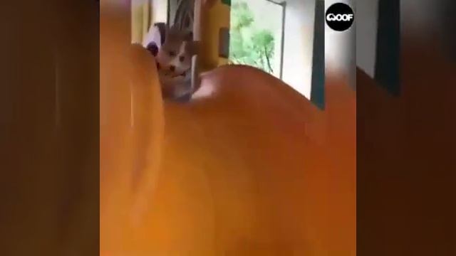 Корги много не бывает.mp4 смотреть онлайн
