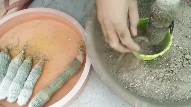 Espostoa Lanata Cactus Repotting | Old Man Cactus Repotting