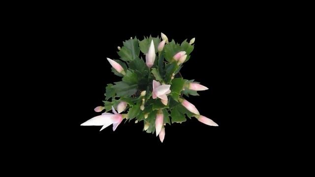 Кактус – красивое цветение. Как цветет кактус в замедленной сьемке. Цветы и музыка смотреть онлайн