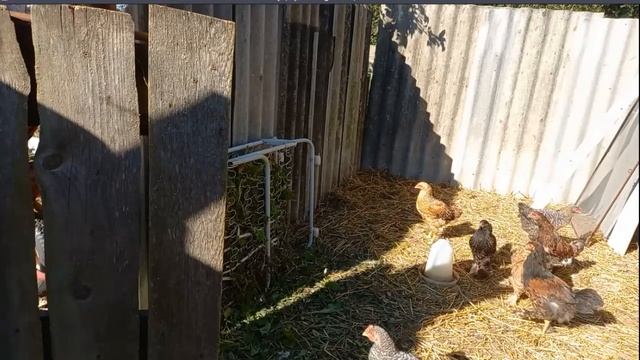 Кормление домашней птицы натуральными продуктами смотреть онлайн