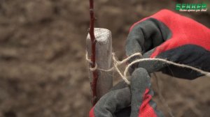 Абрикос, как посадить? Правильная посадка саженца абрикоса. Выращивание и уход за абрикосом