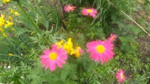 Пиретрум "Гиганты Робинсона". Многолетник из семян.