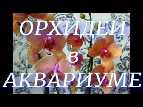 Групповая перевалка орхидей в закрытую систему